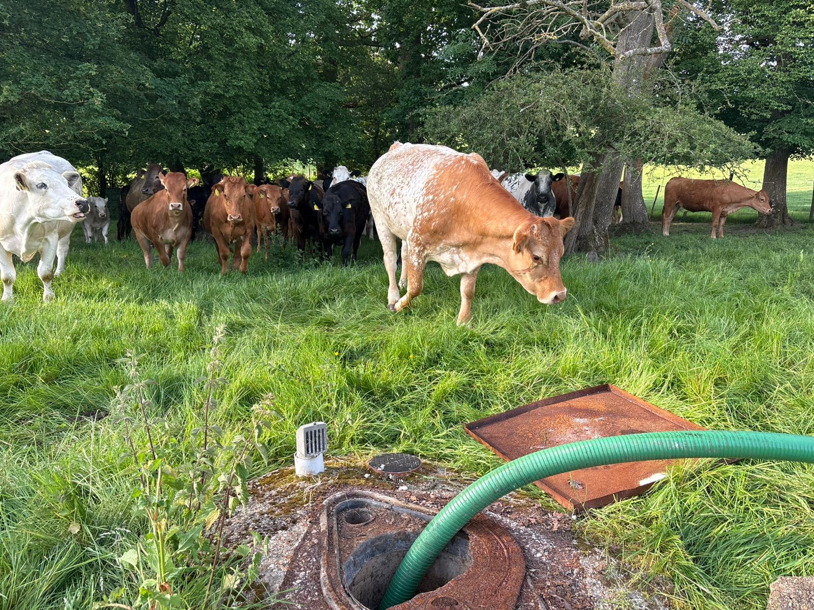 Vacuum hose emptying a septic tank on a cattle farm